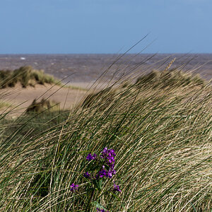 Coast walk 6 - amongst the dunes.jpg