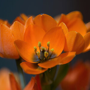 Orange Delight in Spring.jpg