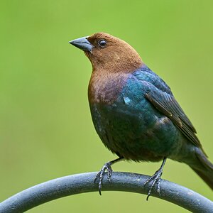 Brown-Headed Cowbird - Ashland - 04272024 - 01- DN.jpg