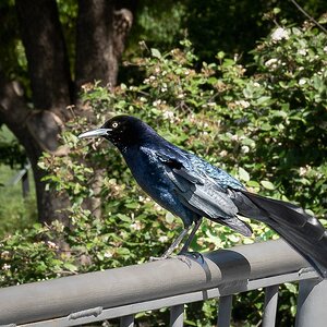 Boat tailed Grackle Myriad Botanic garden Oklahoma City-1.jpg