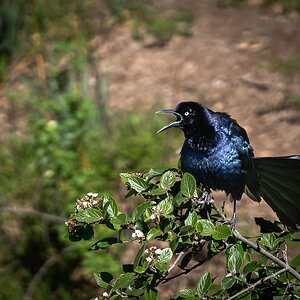 Boat tailed Grackle Myriad Botanic garden Oklahoma City-2.jpg