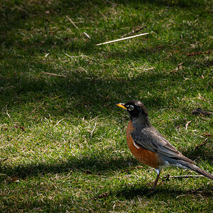 Red Robin Myriad Botanic garden Oklahoma City-1.jpg