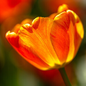 tulips_flatiron_park-1.jpg