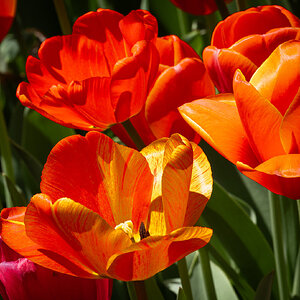 tulips_flatiron_park-4.jpg