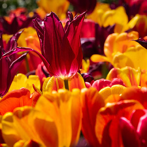 tulips_flatiron_park-6.jpg