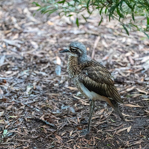 BushStoneCurlew2k.jpg