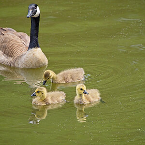 Mother Goose and Her  Three Goslings.jpeg