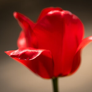 tulips_madison_square_park-7.jpg