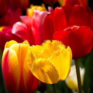 tulips_madison_square_park-9.jpg