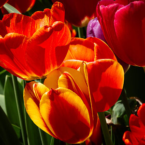 tulips_madison_square_park-10.jpg
