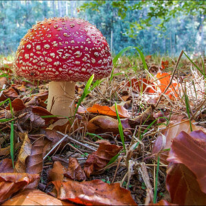 Fly agaric r.jpg