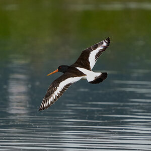 oyster catcher 2024 4.jpg