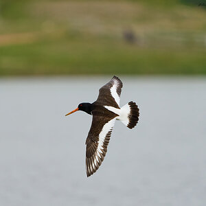 oyster catcher 2024 5.jpg