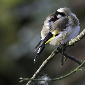 Goldfinch-DSC01340-2048px.jpg