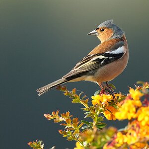 Chaffinch-DSC01309-2048px.jpg