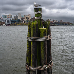 brooklyn bridge seagull-1.jpg