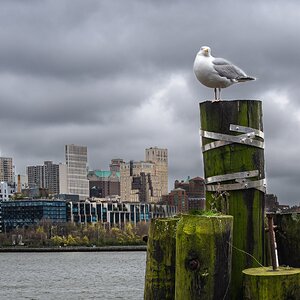 brooklyn bridge seagull-10.jpg