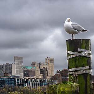 brooklyn bridge seagull-11.jpg