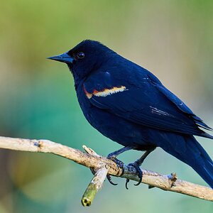 Red-Winged Blackbird - Ashland - 04222024 - 01- DN.jpg