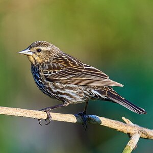 Red-Winged Blackbird - Ashland - 04222024 - 02- DN.jpg