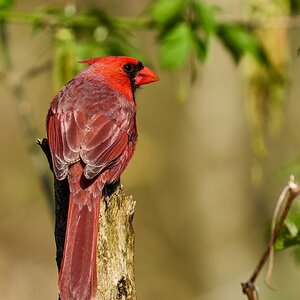 Northern Cardinal - Ashland - 04222024 - 02- DN.jpg