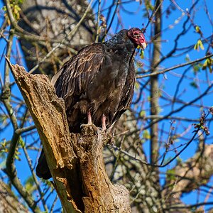 Turkey Vulture - BCSP - 04162024 - 02- DN.jpg