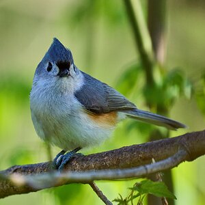 Tufted Titmouse - Ashland - 04222024 - 01- DN.jpg