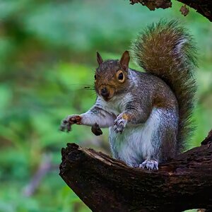 Grey Squirrel - BCSP TB - 05112024 - 02- DN.jpg