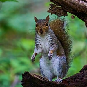 Grey Squirrel - BCSP TB - 05112024 - 03- DN.jpg