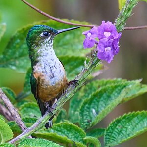 Violet-tailed Sylph - El Oro - 09112022 - 22-DN.jpg