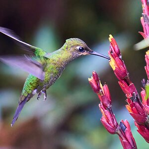 Green-crowned Brilliant - El Oro - 09112022 - 01-DN.jpg