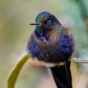 Blue-Mantled Thornbill - Parque Nacional El Cajas - 09202022 - 09- DN.jpg