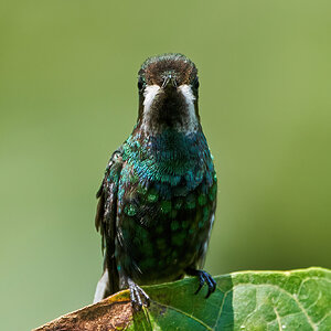 Green Thorntail - El Oro - 09112022 - 10-DN.jpg