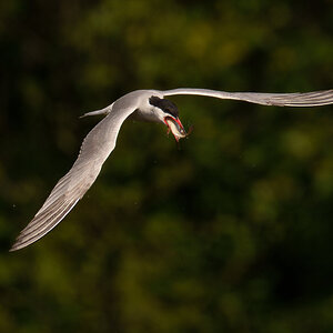 Common tern  (1 of 1)-2.jpg