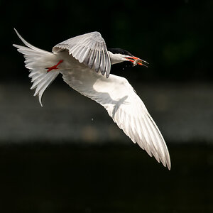 Common tern  (2 of 5).jpg