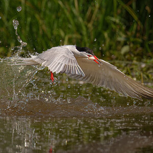 Common tern  (4 of 5).jpg