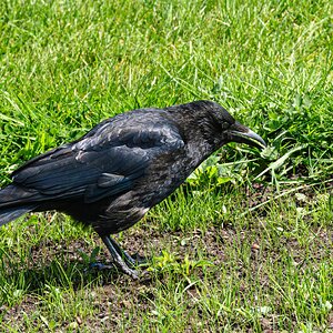 crow with diamond-1.jpg