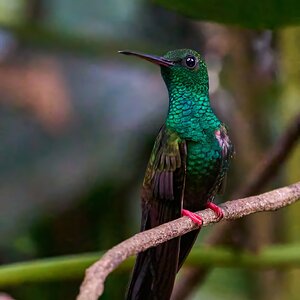 Bronze-Tailed Plumeleteer - Costa Rica - 03032024 - 02- DN.jpg