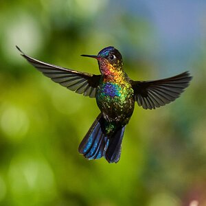 Fiery-Throated Hummingbird - Paraiso Quetzal Costa Rica - 03092024 - 24- DN.jpg