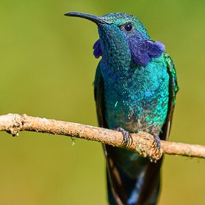 Lesser Violet-Ear - Paraiso Quetzal Costa Rica - 03092024 - 03- DN.jpg