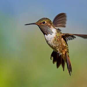 Scintillant Hummingbird - Paraiso Quetzal Costa Rica - 03092024 - 06- DN.jpg