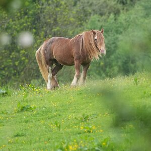 Horse-DSC03523-2048px.jpg