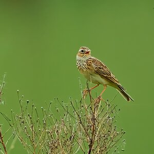 skylark 2024 16.jpg