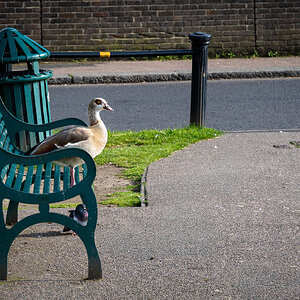 goose on bench-5.jpg