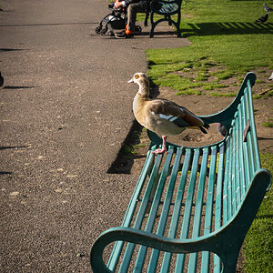goose on bench-8.jpg