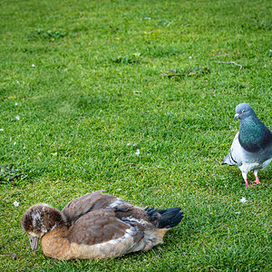 goose and pigeon-1.jpg
