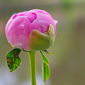 Fresh New Peony About to Bloom.jpeg