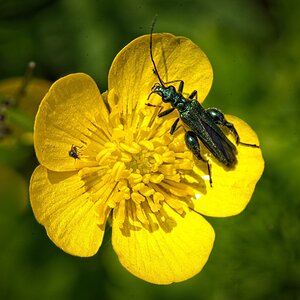 24T00510Swollen thighed beetle.jpg