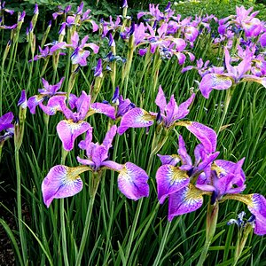 24S06878 Iris sparkling rose.jpg