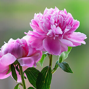 A Pair of Peonies.jpg